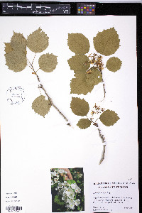 Crataegus pringlei image
