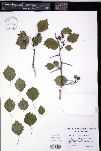 Crataegus pruinosa image
