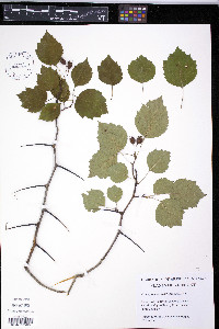 Crataegus pruinosa image