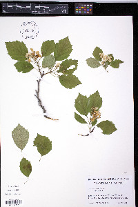 Crataegus scabrida var. scabrida image