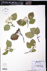 Crataegus holmesiana image