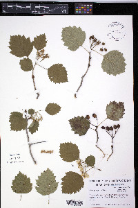 Crataegus faxonii image