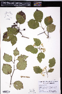 Crataegus scabrida image