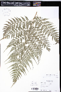 Saccoloma inaequale image