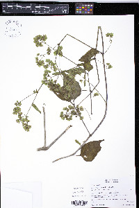 Mirabilis nyctaginea image