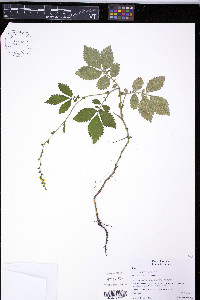 Agrimonia gryposepala image