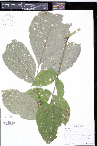 Juglans regia image