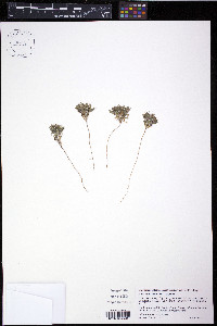 Houstonia humifusa image