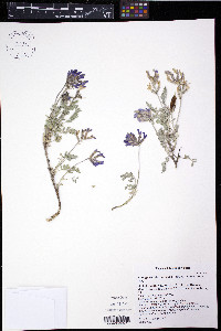 Astragalus missouriensis image
