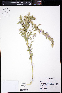 Sphaeralcea angustifolia image