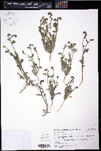Phacelia affinis image