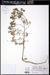 Mentzelia filifolia image
