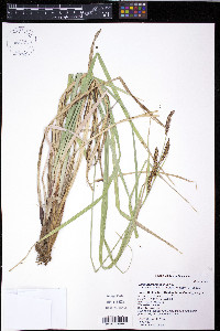 Carex nebrascensis image