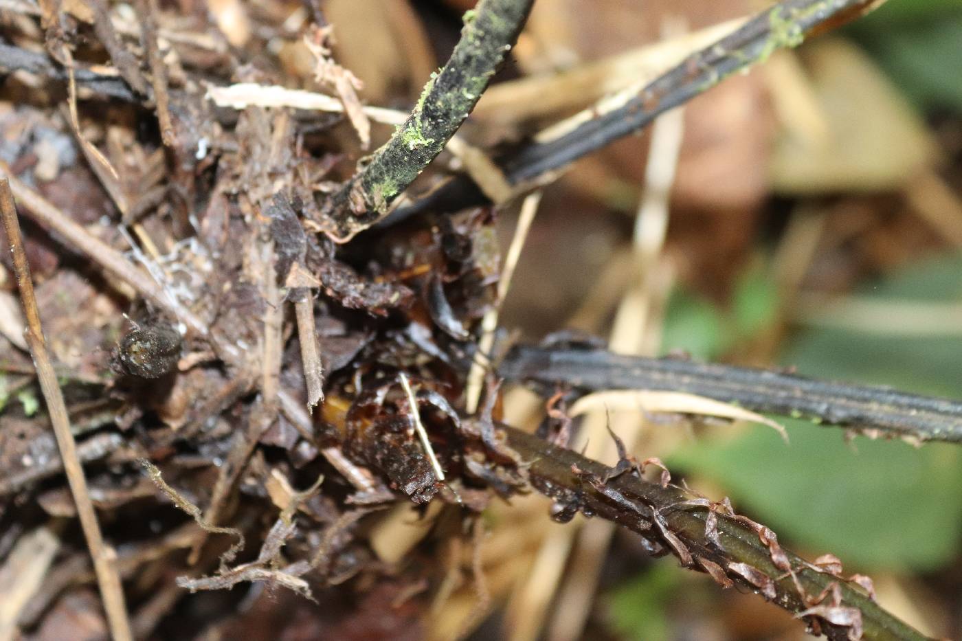 Diplazium neglectum image