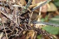 Diplazium neglectum image