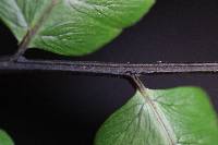 Diplazium neglectum image