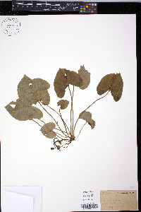 Viola incognita image