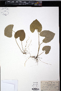 Viola incognita image