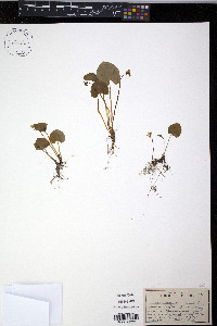 Viola incognita image
