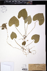 Viola incognita image