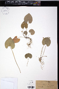 Viola incognita image