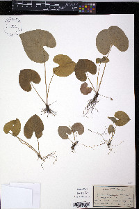 Viola incognita image