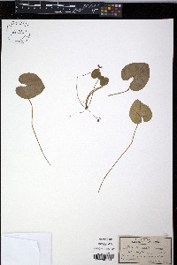 Viola incognita image