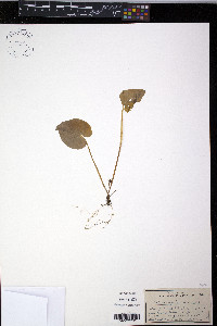 Viola incognita image