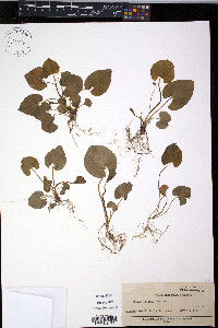 Viola incognita image