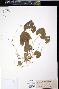Viola incognita image