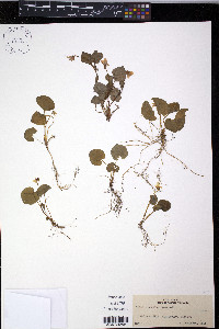 Viola incognita image