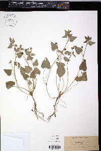 Viola ocellata image