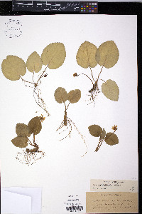Viola rotundifolia image