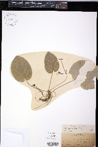 Viola rotundifolia image