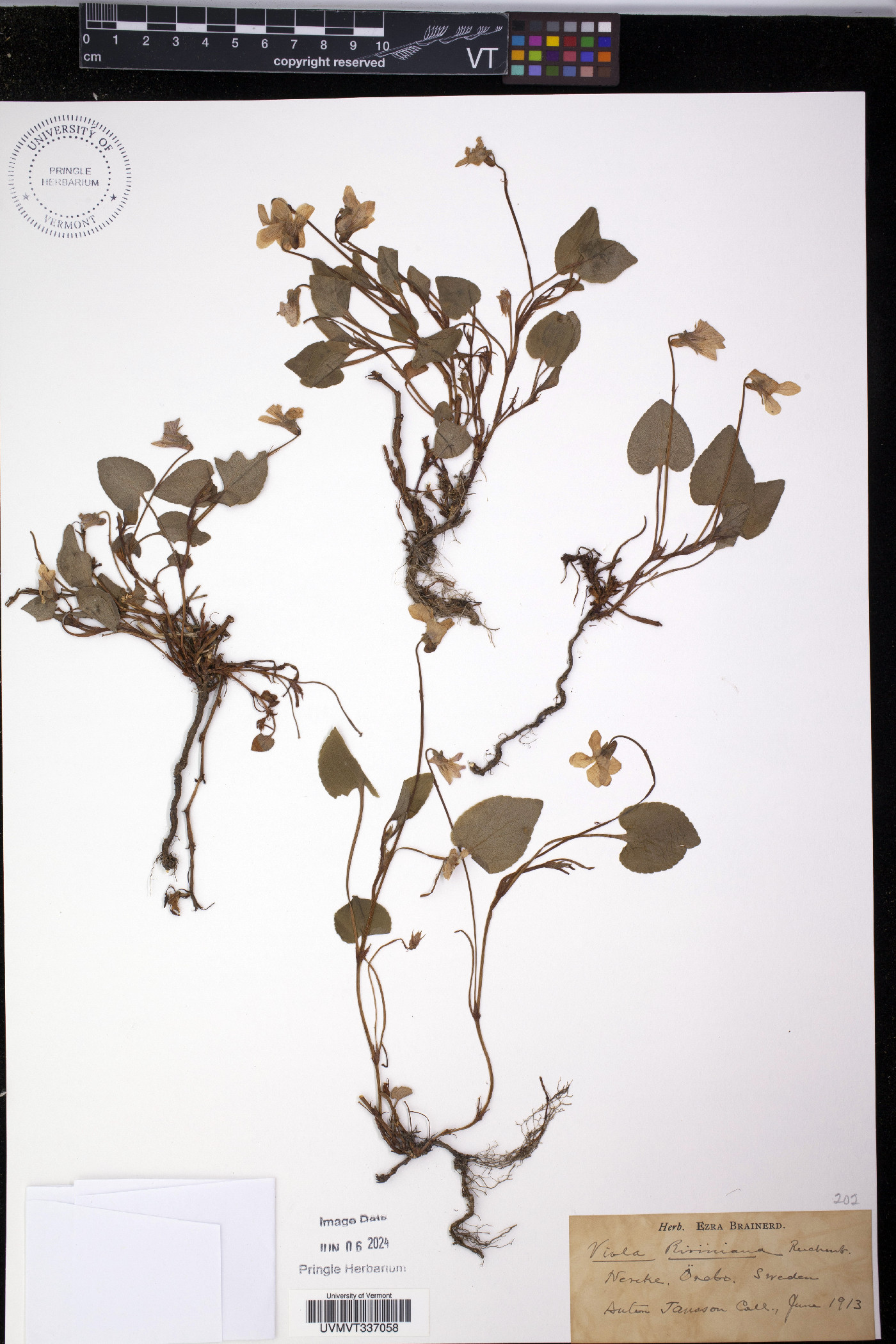 Viola riviniana image