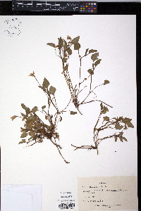 Viola riviniana image