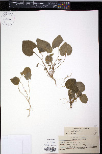 Viola selkirkii image