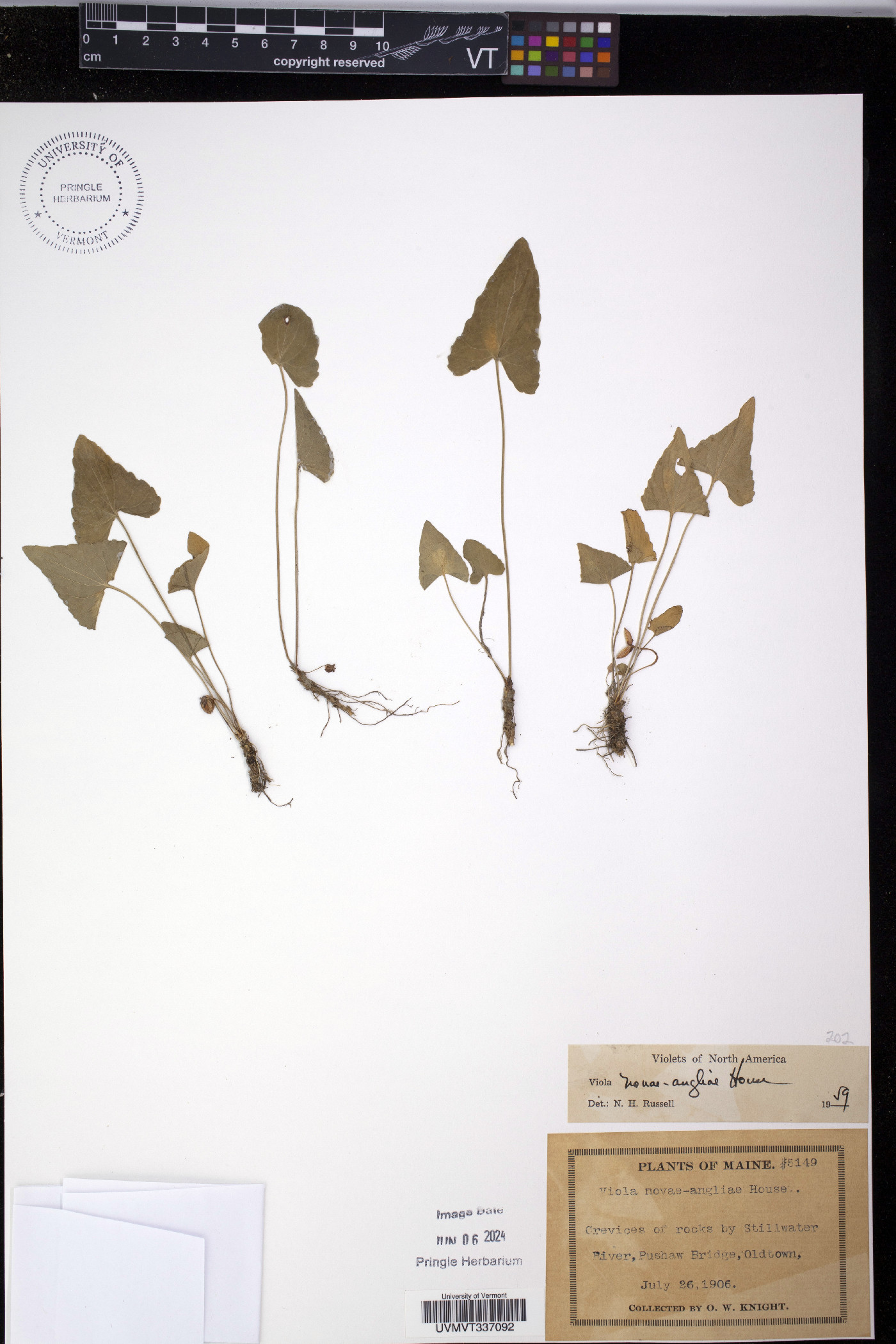 Viola novae-angliae image