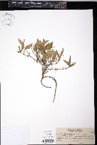Viola nuttallii image