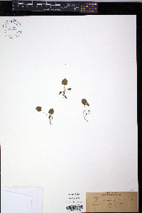 Viola pallens image
