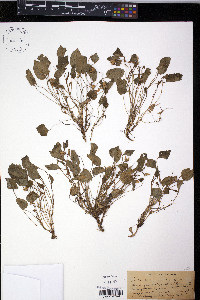 Viola adunca image