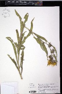 Helianthus maximiliani image