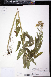Senecio triangularis image