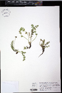 Podistera eastwoodiae image
