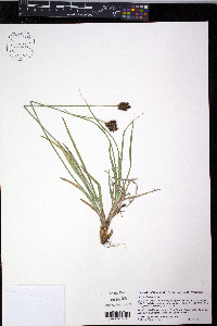 Carex ebenea image