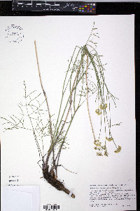 Pseudocymopterus montanus image