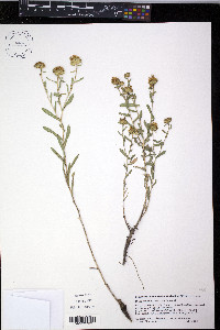 Grindelia squarrosa image