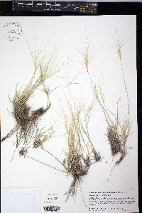 Scleropogon brevifolius image