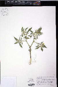 Physalis acutifolia image