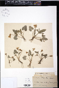 Viola triloba image